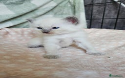 Ragdoll cats for sale: Female Blue Point Ragdolls  - Image 4