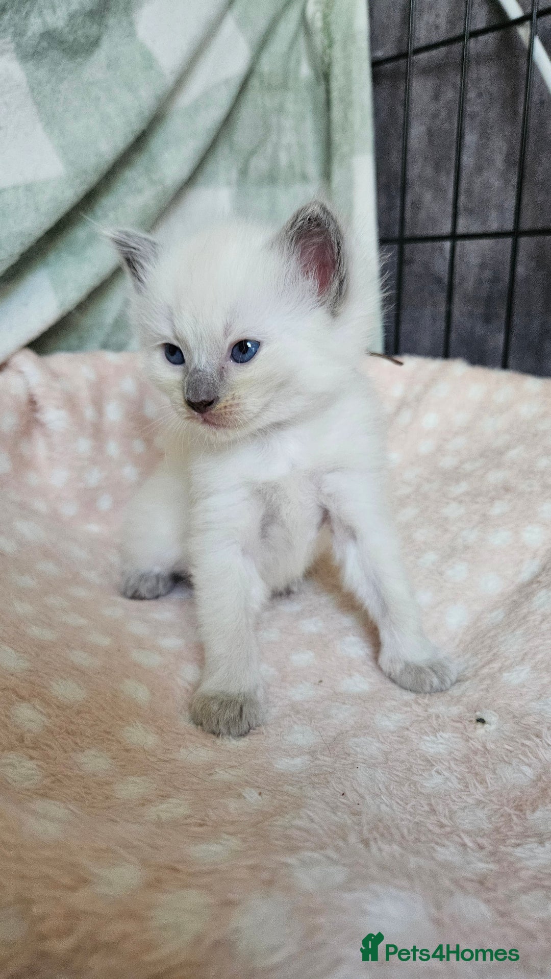 Ragdoll cats for sale: Female Blue Point Ragdolls  - Image 4