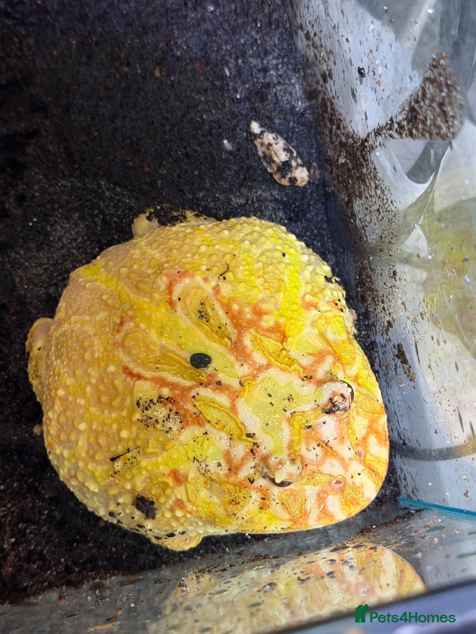 Frog reptiles Adult Apricot Pac-Man frog female  - Advert 2