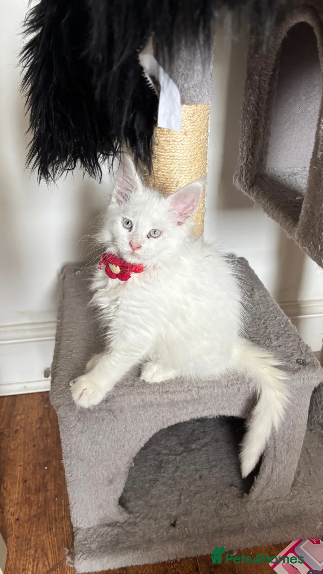 Maine Coon cats for sale: Gorgeous, XXL Russian Maine Coon kittens - Advert 2