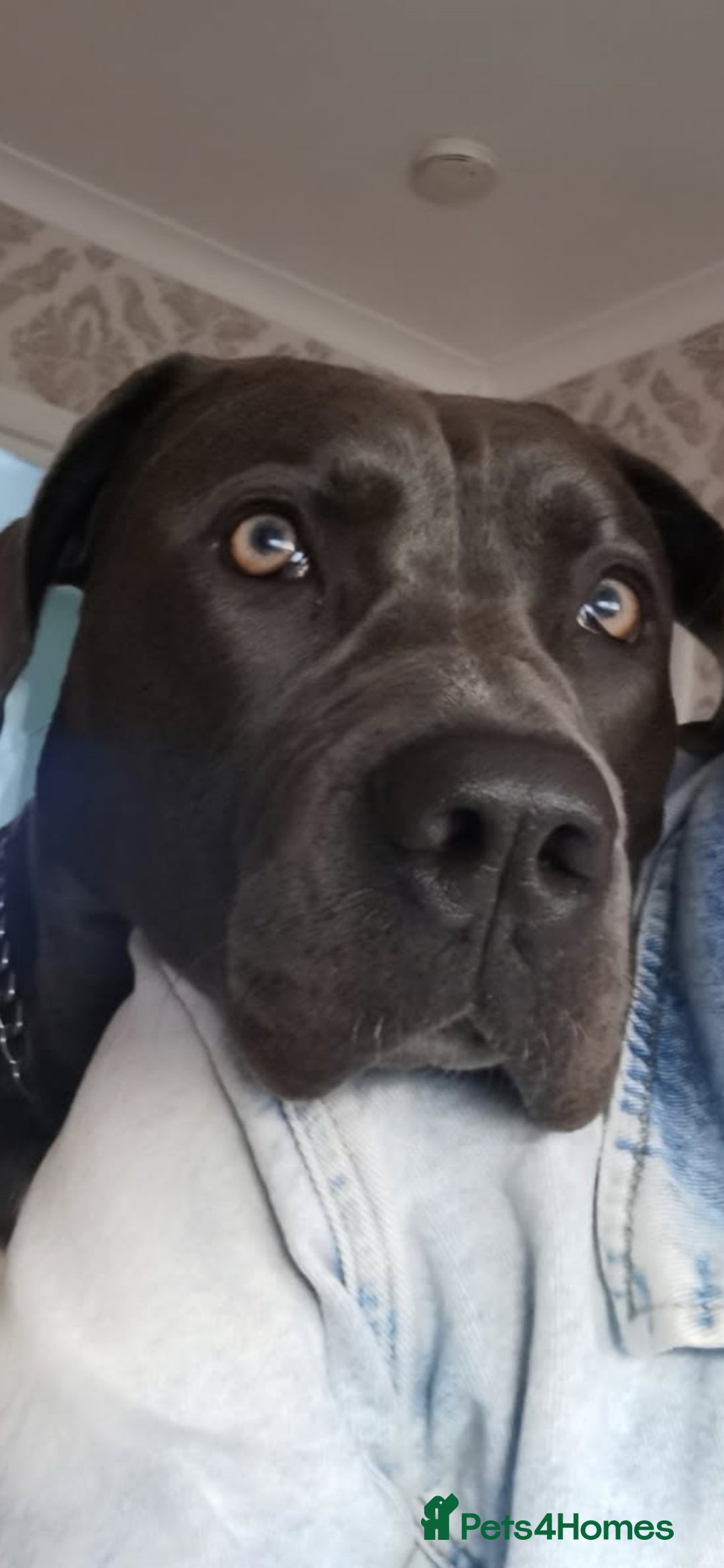 Cane Corso dogs for sale: Cane corso puppies - Advert 17