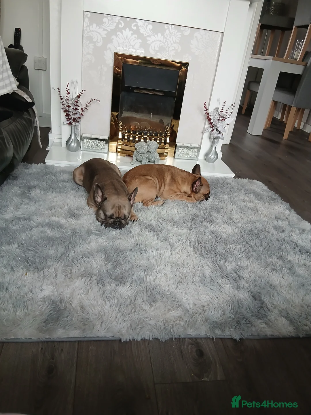 French Bulldog dogs for sale: French bulldogs  - Advert 1