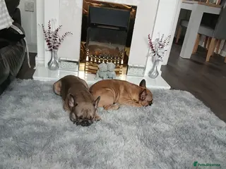 French Bulldog dogs French bulldogs - Advert 13