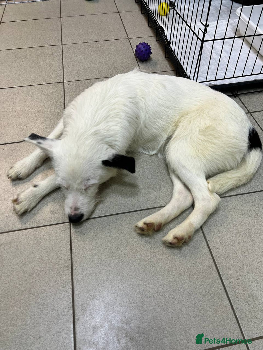 Mixed Breed dogs for adoption: 💖🐶 ATHENA 🐶💖 - Image 11