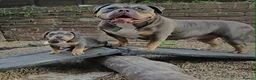 American Bully dogs for sale: 🏆🩸ABKC American pocket bully 🔥 - Advert 6