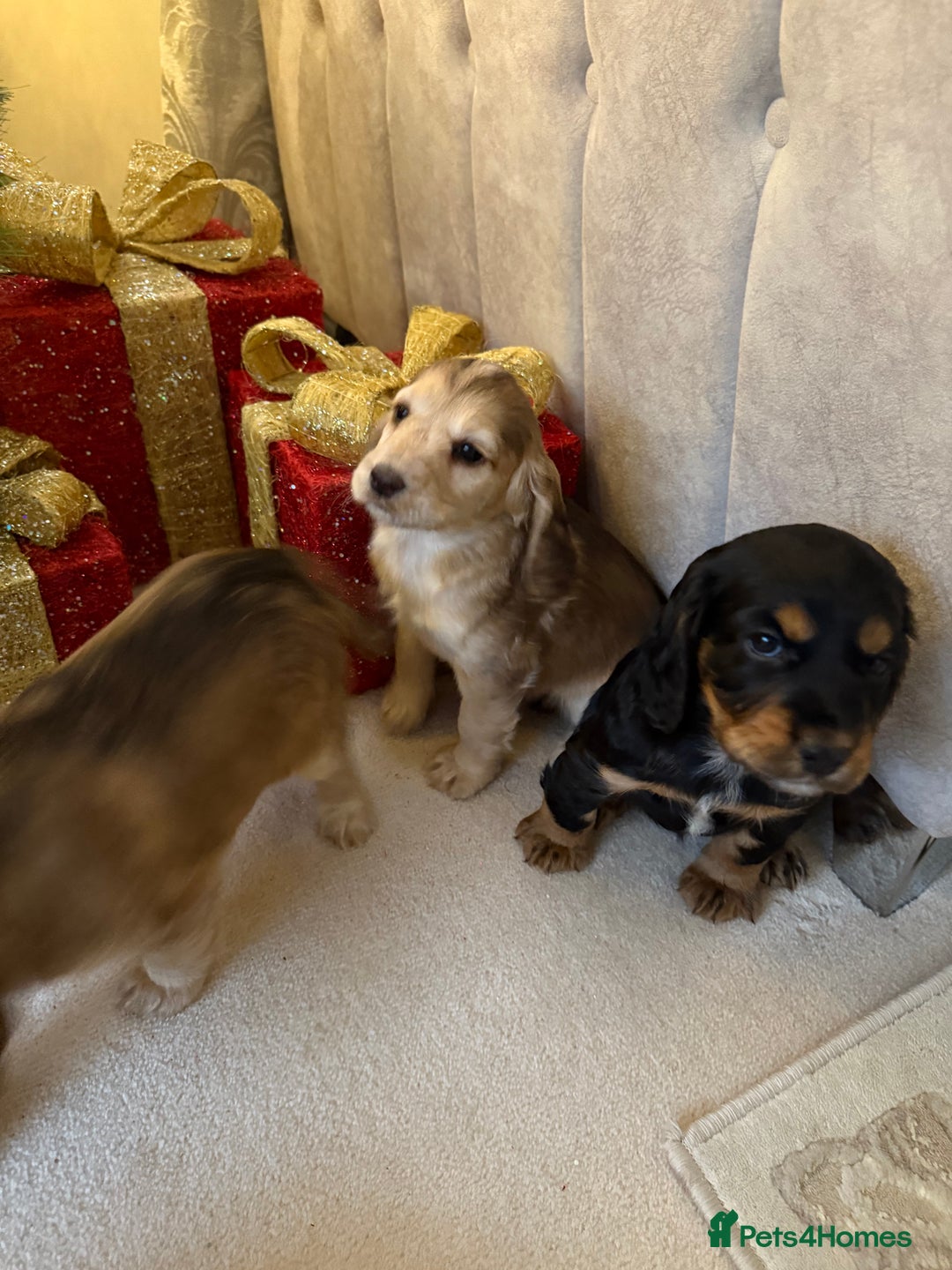 Cocker Spaniel dogs for sale: 2 girls left! Litter of 6 adorable kc reg puppies  - Advert 2