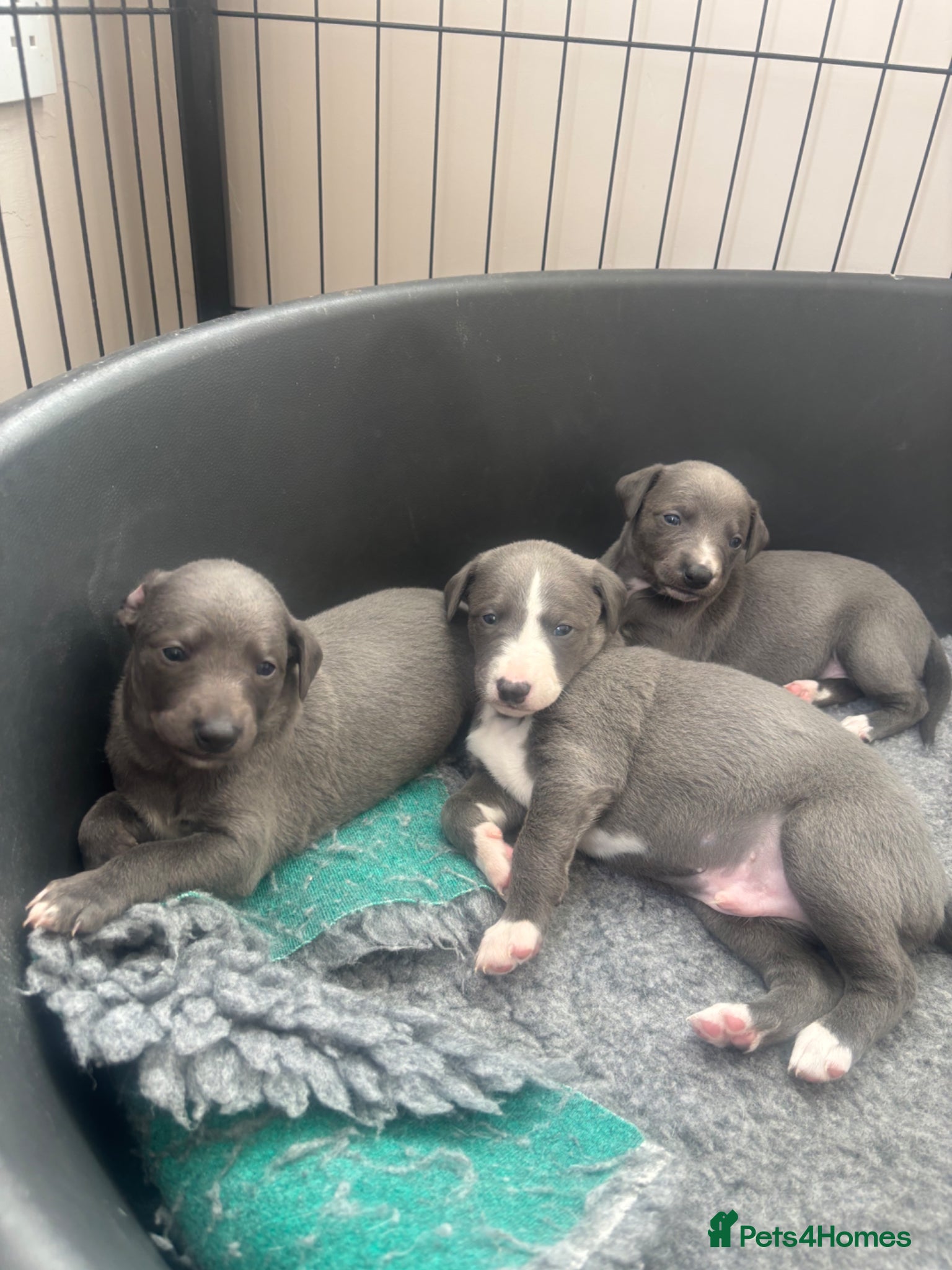 Whippet dogs KC Registered Blue Whippet Puppies  - Advert 8
