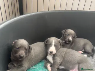 Whippet dogs KC Registered Blue Whippet Puppies - Advert 11