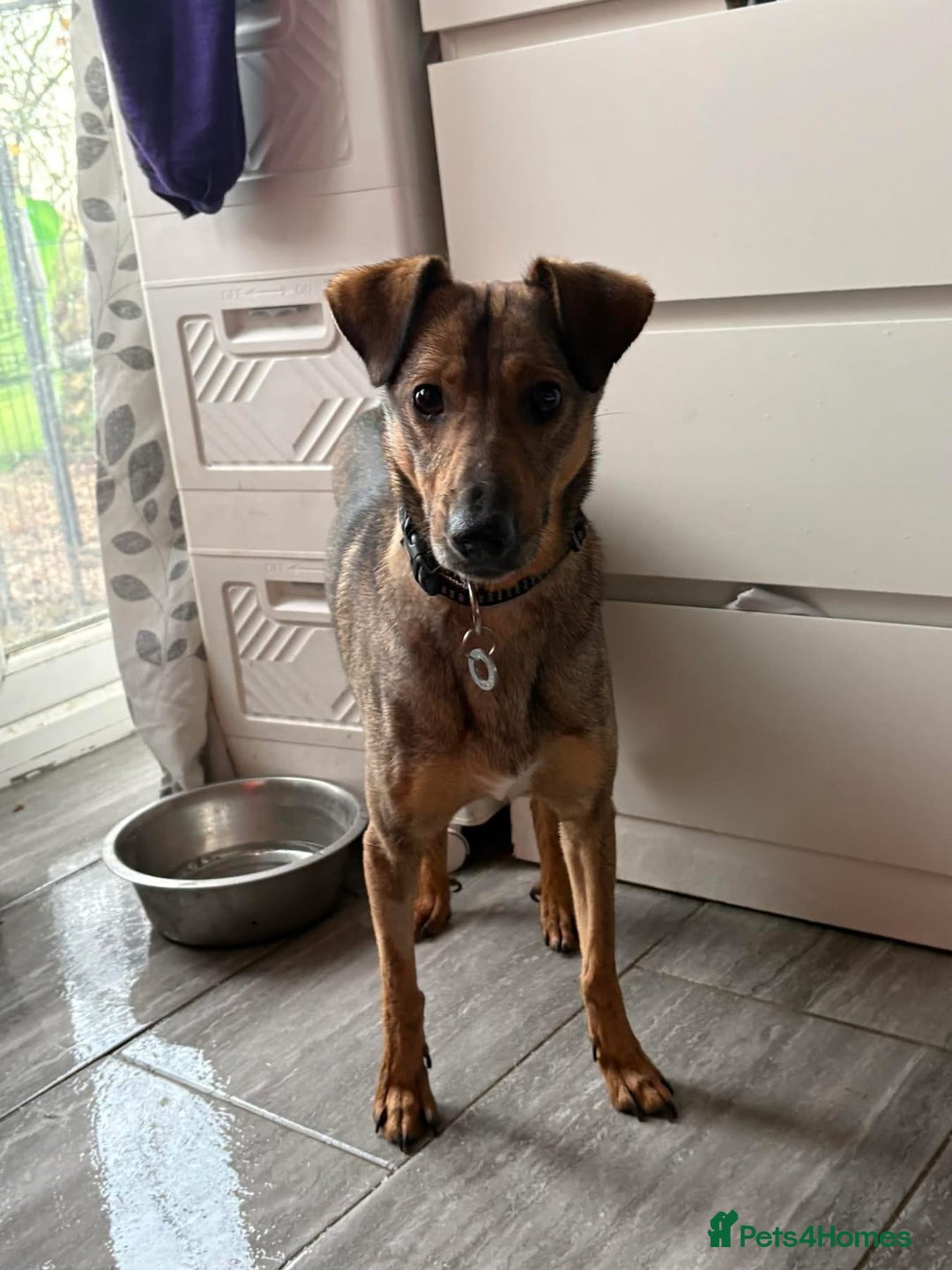 Mixed Breed dogs for adoption: Flora - Norwich Norfolk  - Advert 23