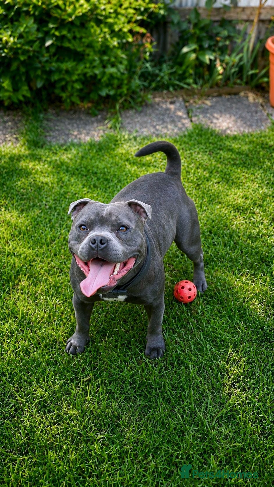 Staffordshire Bull Terrier dogs  BRUMMYSTAFFS BLUE ROLEX NOW AVAILABLE FOR STUD  - Advert 1