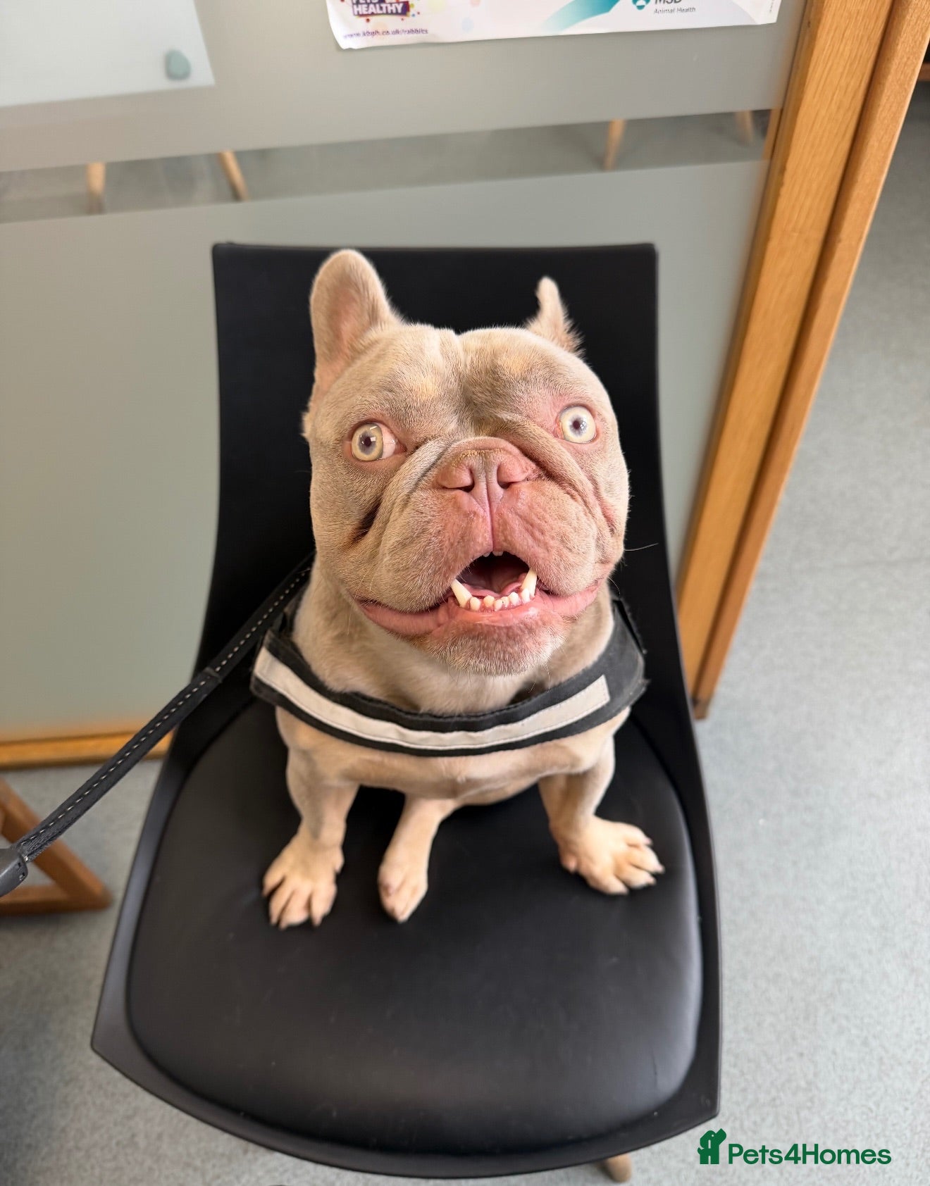 French Bulldog dogs French bull dog for stud  - Advert 11