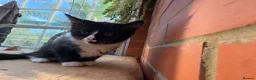 Korat cats for sale: Kittens for Sale – Price Negotiable 🐾 - Advert 15