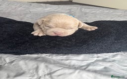 American Bully dogs for sale: Pocket bully’s  - Image 10