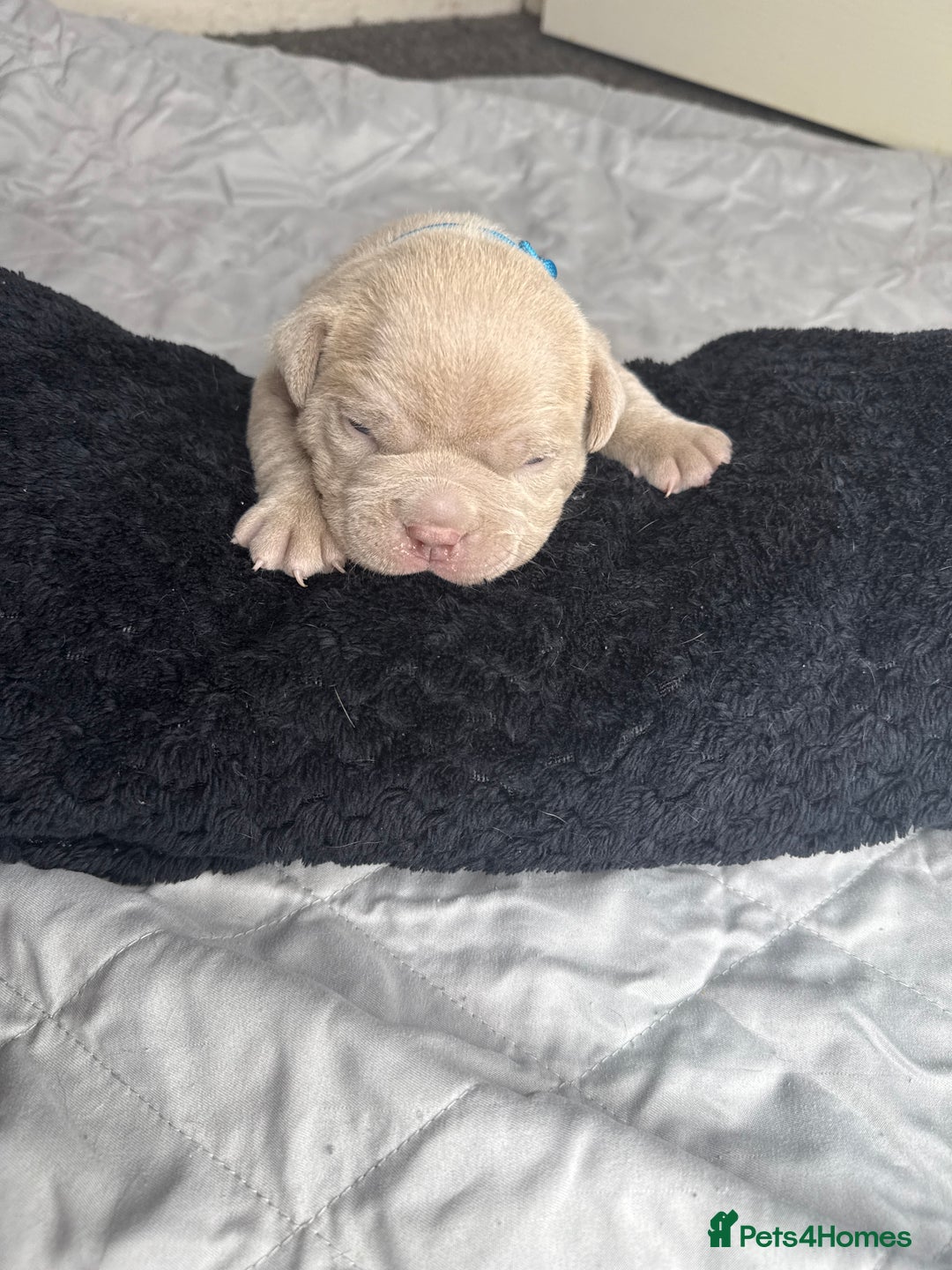 American Bully dogs for sale: Pocket bully’s  - Image 10