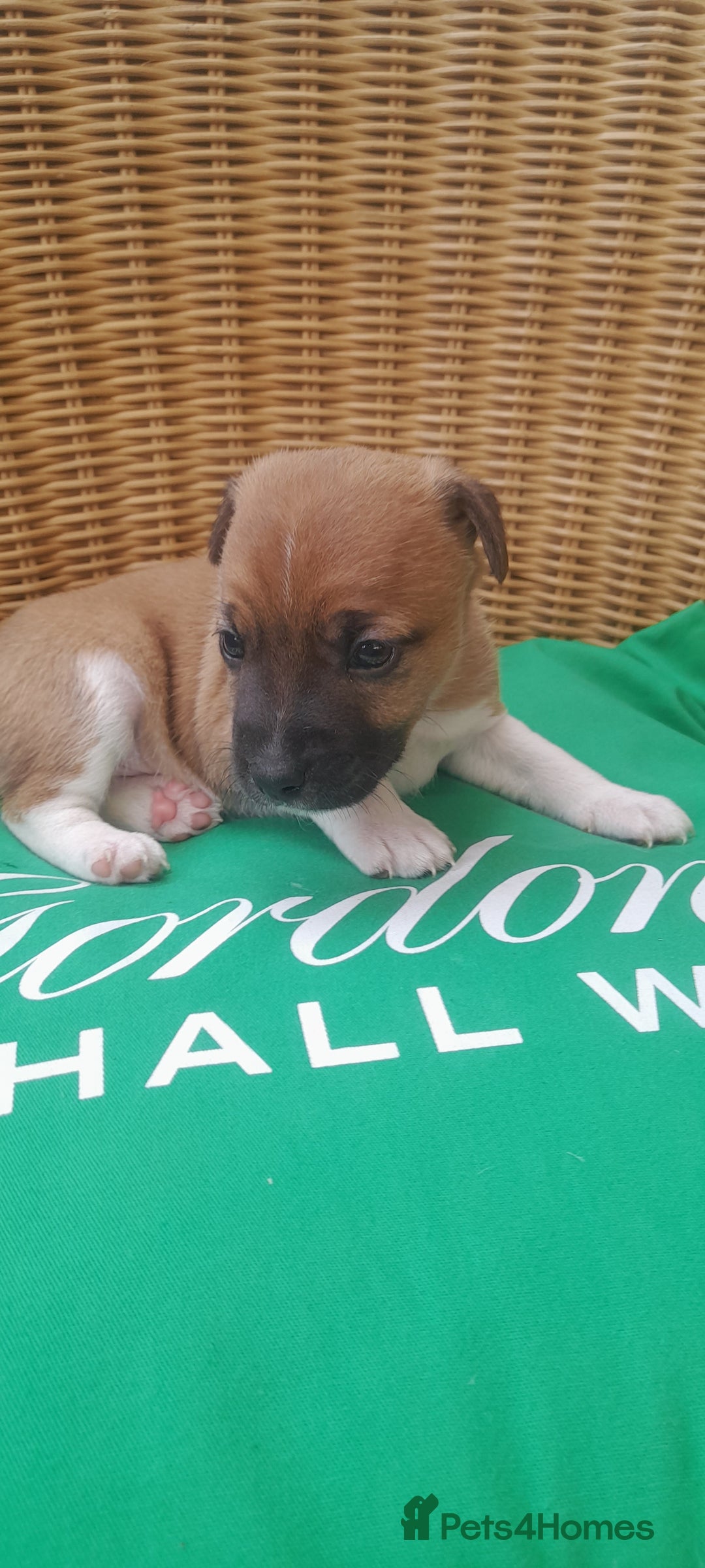 Plummer Terrier dogs for sale: Plummer terrier pups 1 girl left  - Image 5