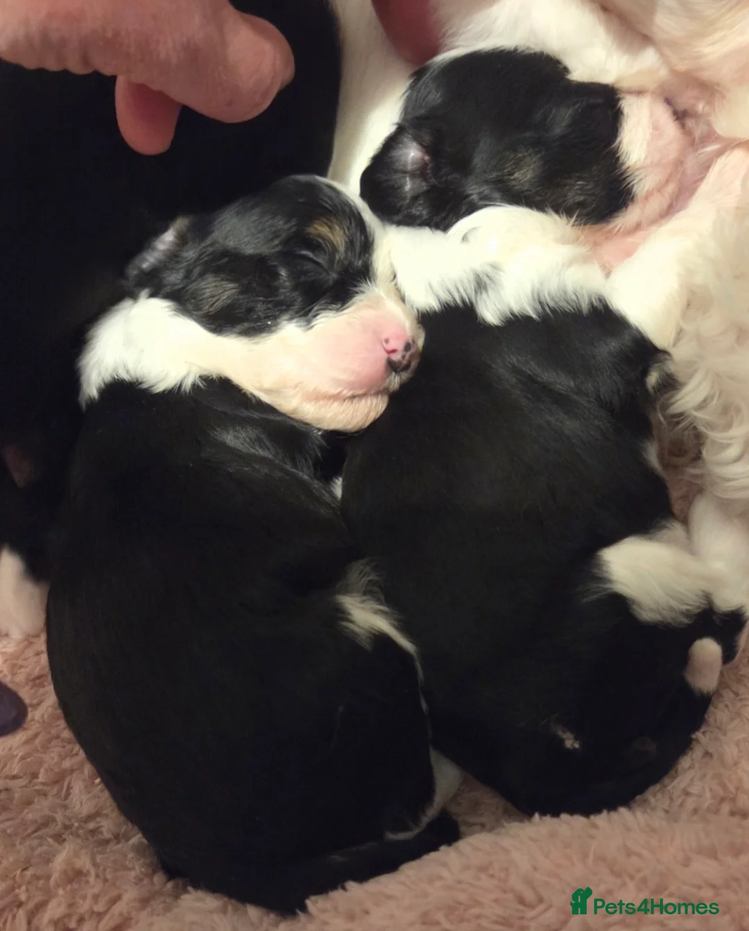 Chinese Crested dogs for sale: Rare Breed Chinese Crested Puppies - Advert 2