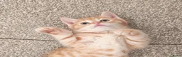 Mixed Breed cats for sale: Cute ginger kitten left - Advert 3