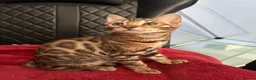 Bengal cats for sale: Exceptional Bengal Kittens - Advert 1