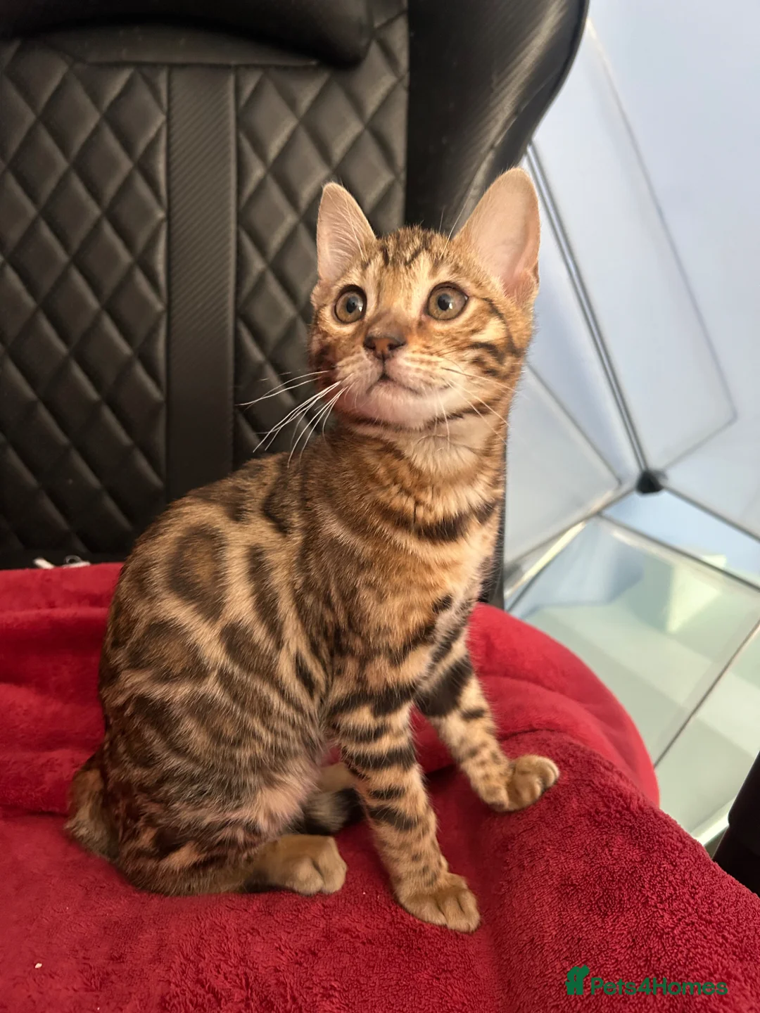 Bengal cats for sale: Exceptional Bengal Kittens - Advert 1