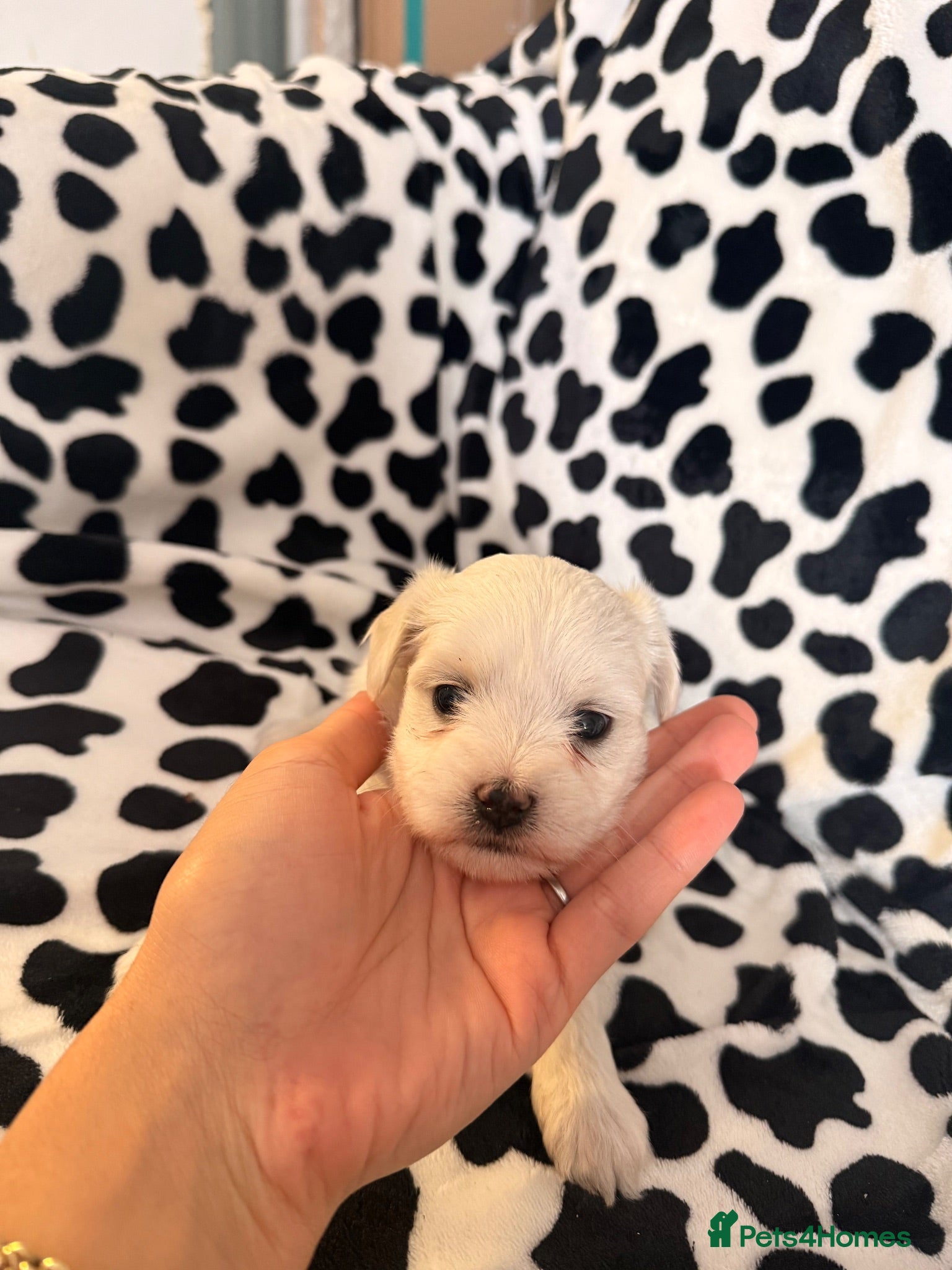 Maltese dogs Beautiful Maltese Puppies Ready for Loving Homes - Advert 10