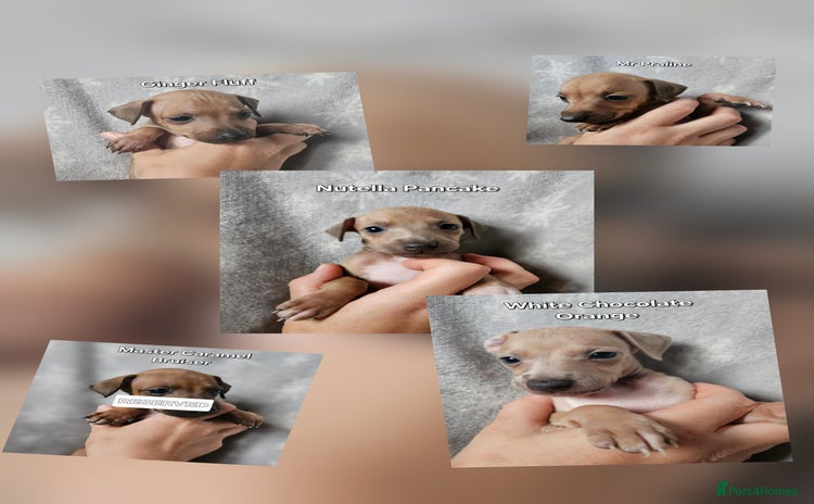 Italian Greyhound dogs - Advert 2