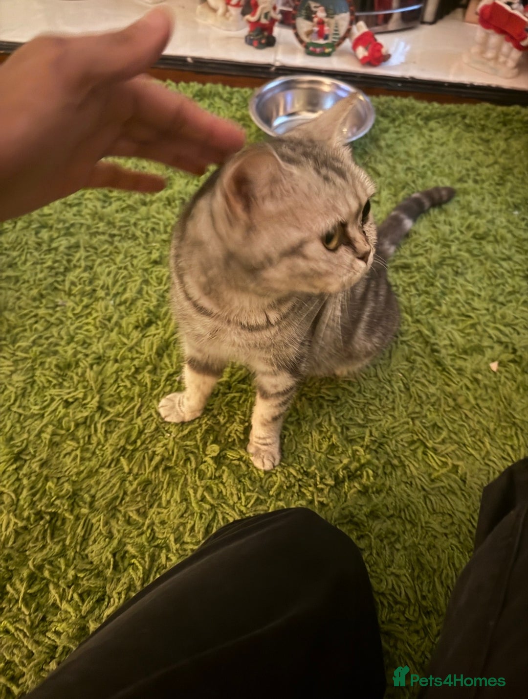 British Shorthair cats for sale: Adorable Indoor Cat Looking for a Loving Home - Advert 3