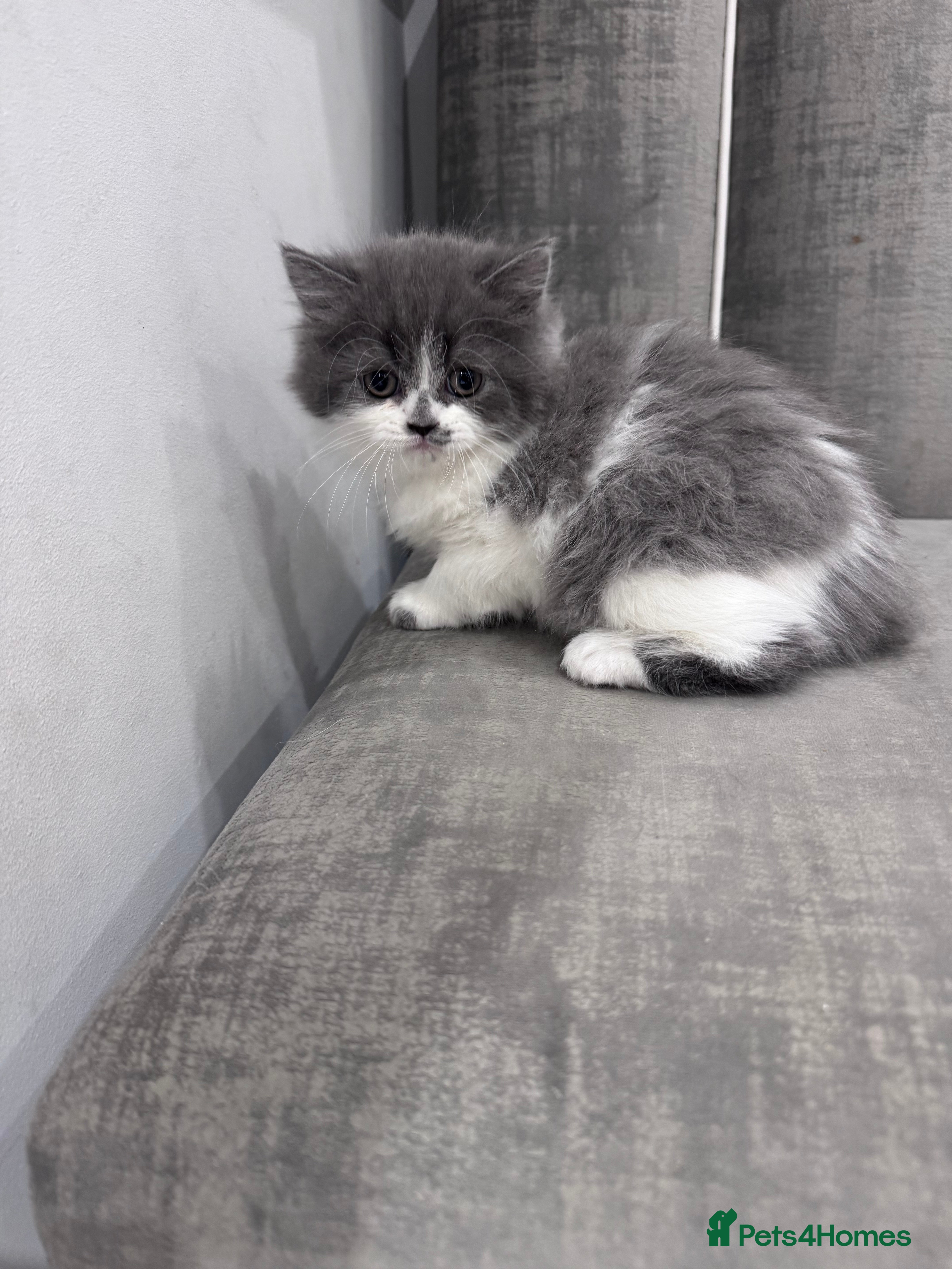 British Longhair cats Last female remaining ✨British longhair kitten - Advert 2