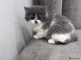 British Longhair cats Last female remaining ✨British longhair kitten - Advert 2