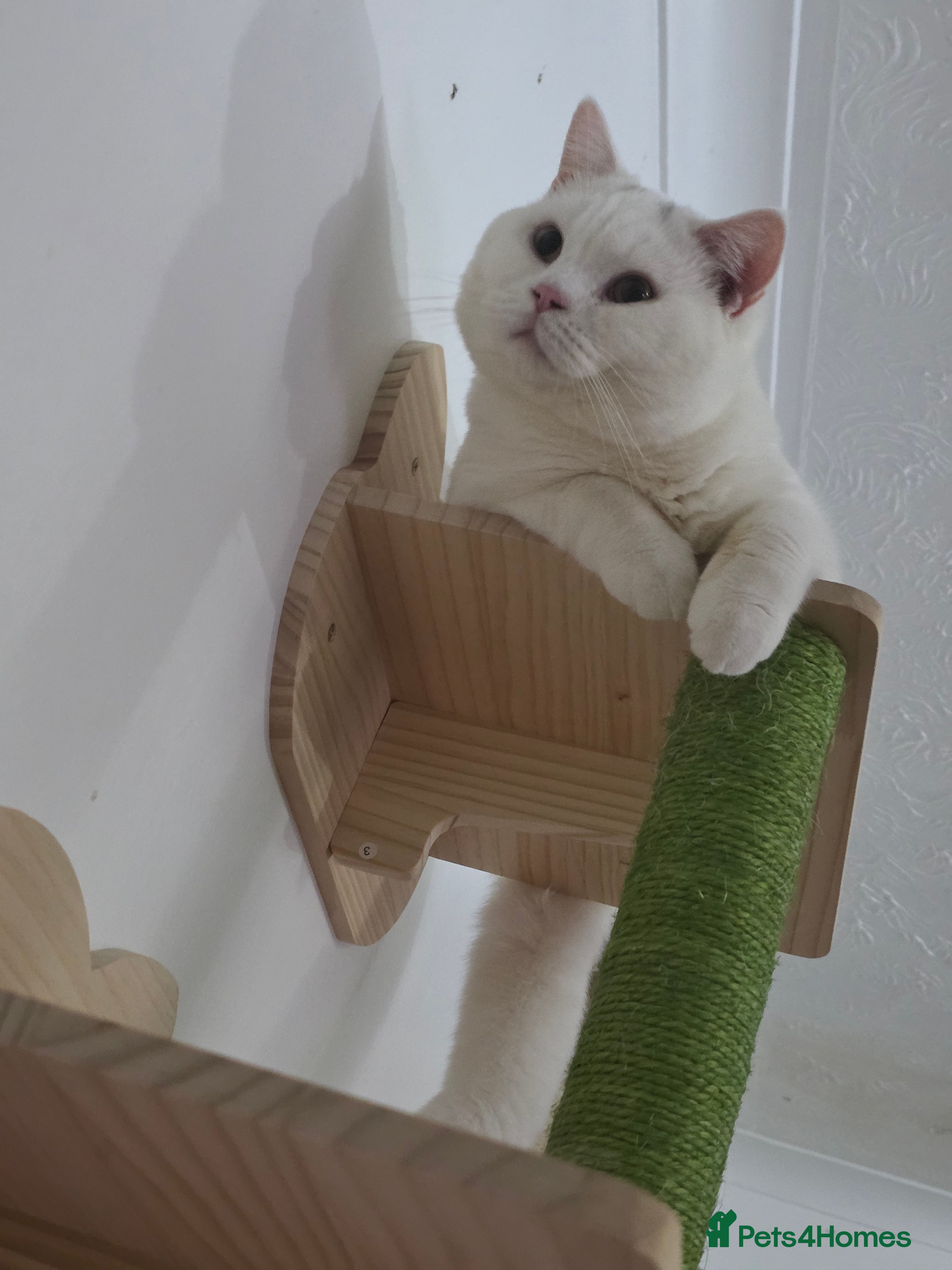 British Shorthair cats BSH White Boy GCCF registered – proven stud   - Advert 13
