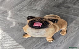 Pug dogs for sale: Stunning Apricot KC reg male pug - Image 8