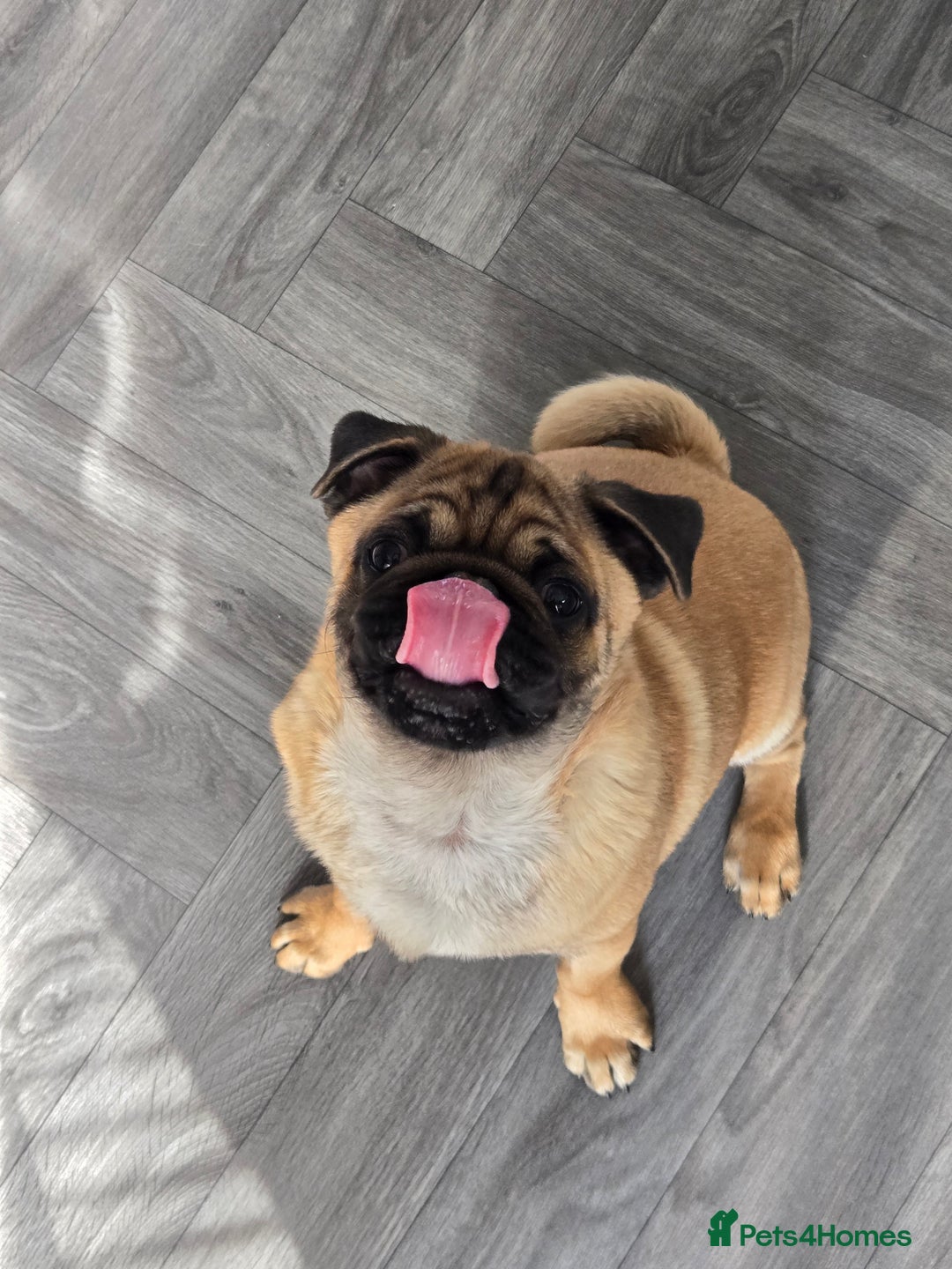 Pug dogs for sale: Stunning Apricot KC reg male pug - Image 8