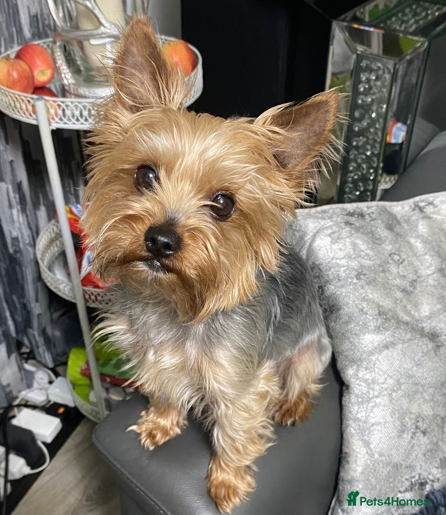 Yorkshire Terrier dogs Beautiful Yorkshire Terrier Girl Puppies - Advert 3