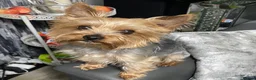 Yorkshire Terrier dogs for sale: Beautiful Yorkshire Terrier Girl Puppies - Advert 1