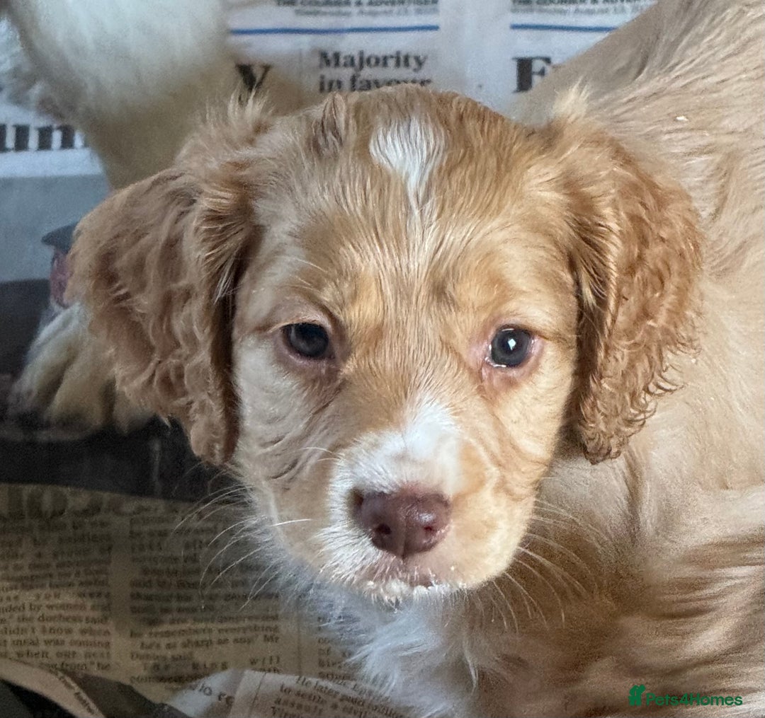 Cocker Spaniel dogs for sale: Beautiful working cocker spaniels 3 of each sex - Image 3