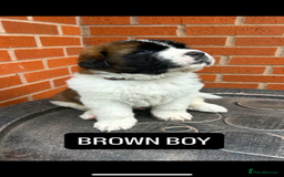 Saint Bernard dogs for sale: Stunning kc Saint Bernard puppies  - Image 25
