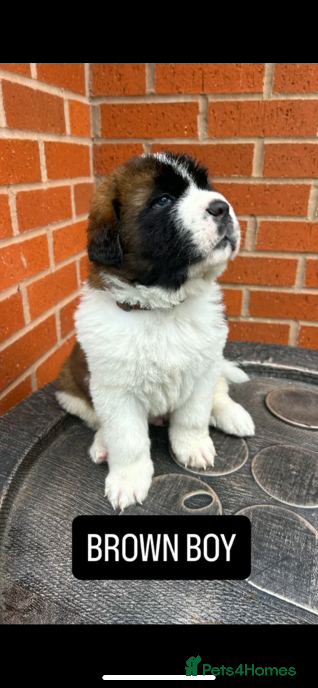 Saint Bernard dogs for sale: Stunning kc Saint Bernard puppies  - Image 25