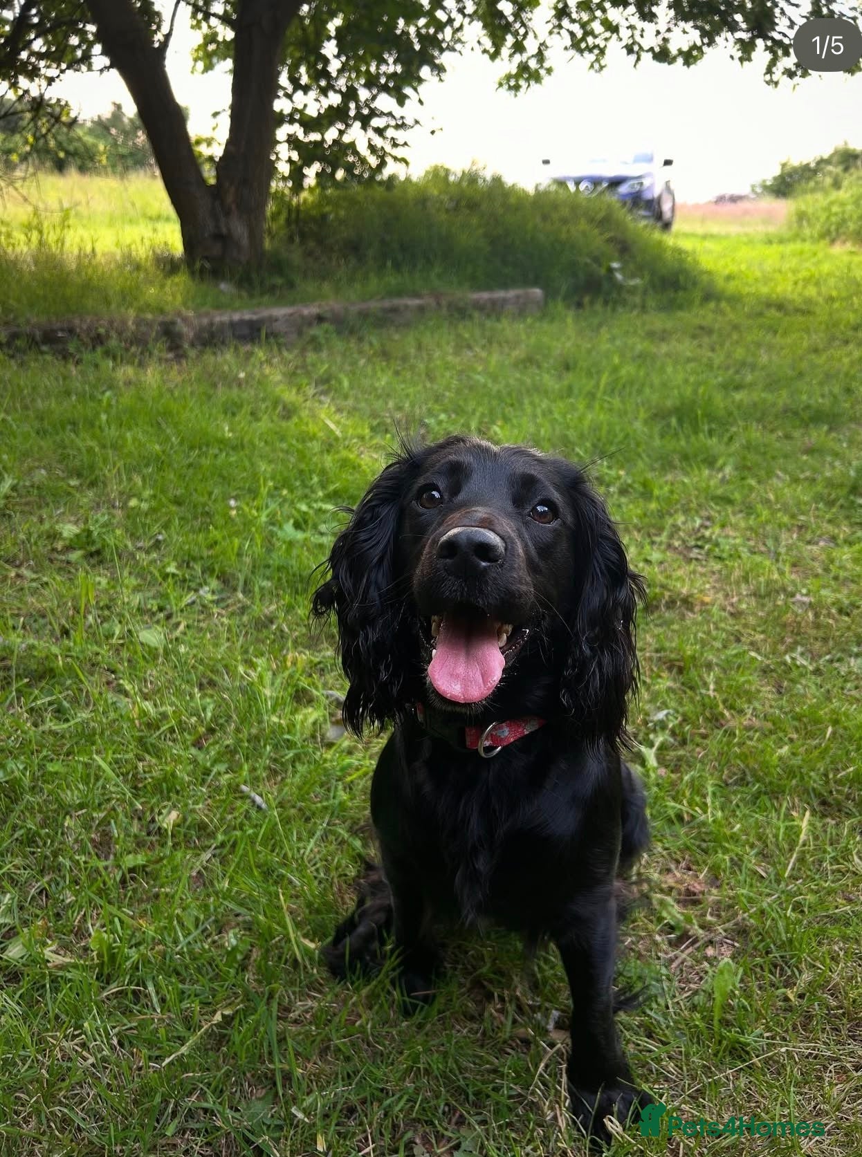 Sprocker dogs Sprocker Puppies  - Advert 1