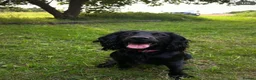 Sprocker dogs for sale: Sprocker Puppies  in Swadlincote - Advert 1