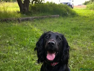 Sprocker dogs Sprocker Puppies - Advert 1