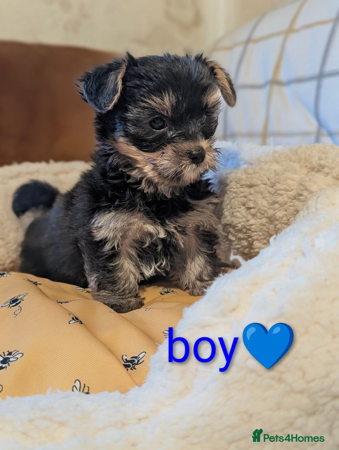 Yorkshire Terrier dogs for sale: Adorable Yorkshire terrier puppy available  - Advert 21