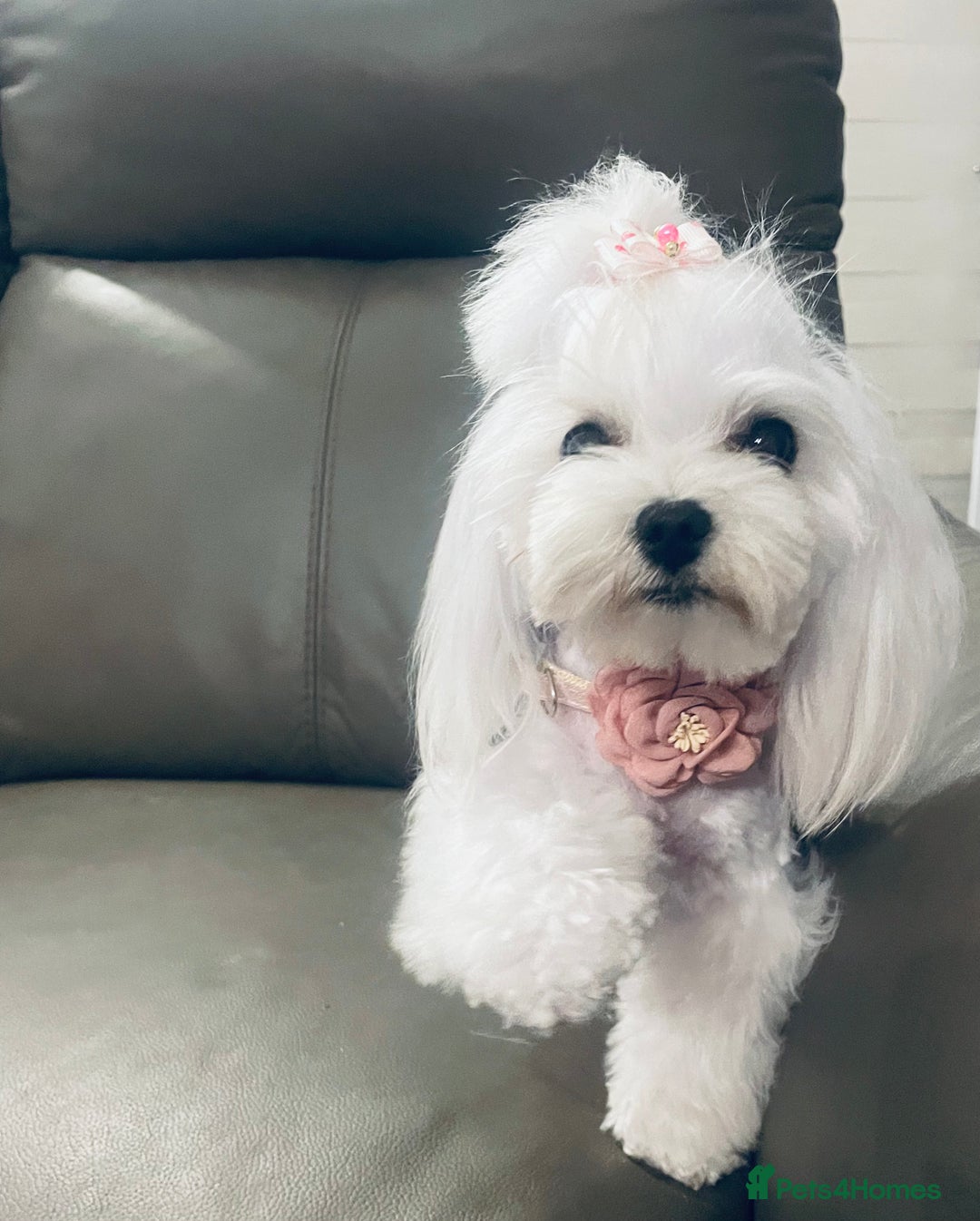 Maltese dogs for sale: Tiny Maltese Girl – Kennel Club Reg. - Image 8