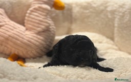 Cockapoo dogs for sale: Adorable Cockapoo puppies  - Image 3