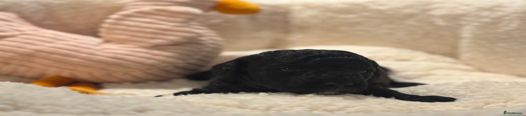 Cockapoo Puppy 3