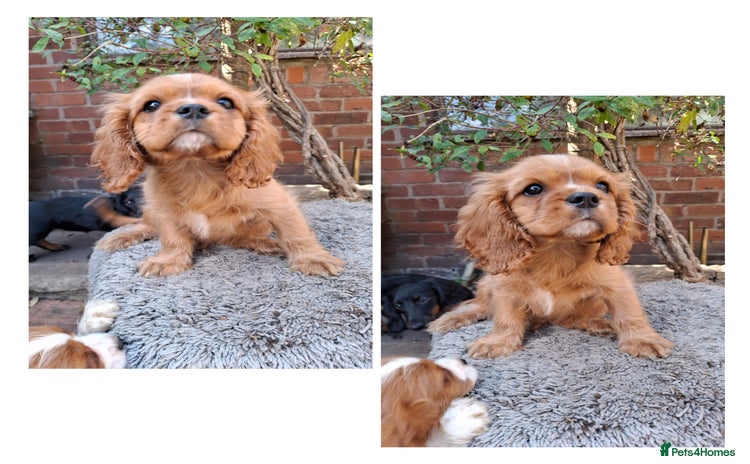 Cavalier King Charles Spaniel dogs - Advert 16