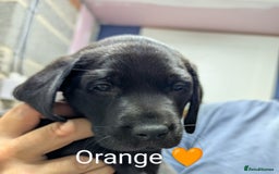 Labrador Retriever dogs for sale: Stunning black KC registered working Labradors  - Image 8