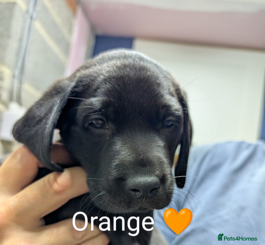 Labrador Retriever dogs for sale: Stunning black KC registered working Labradors  - Image 8