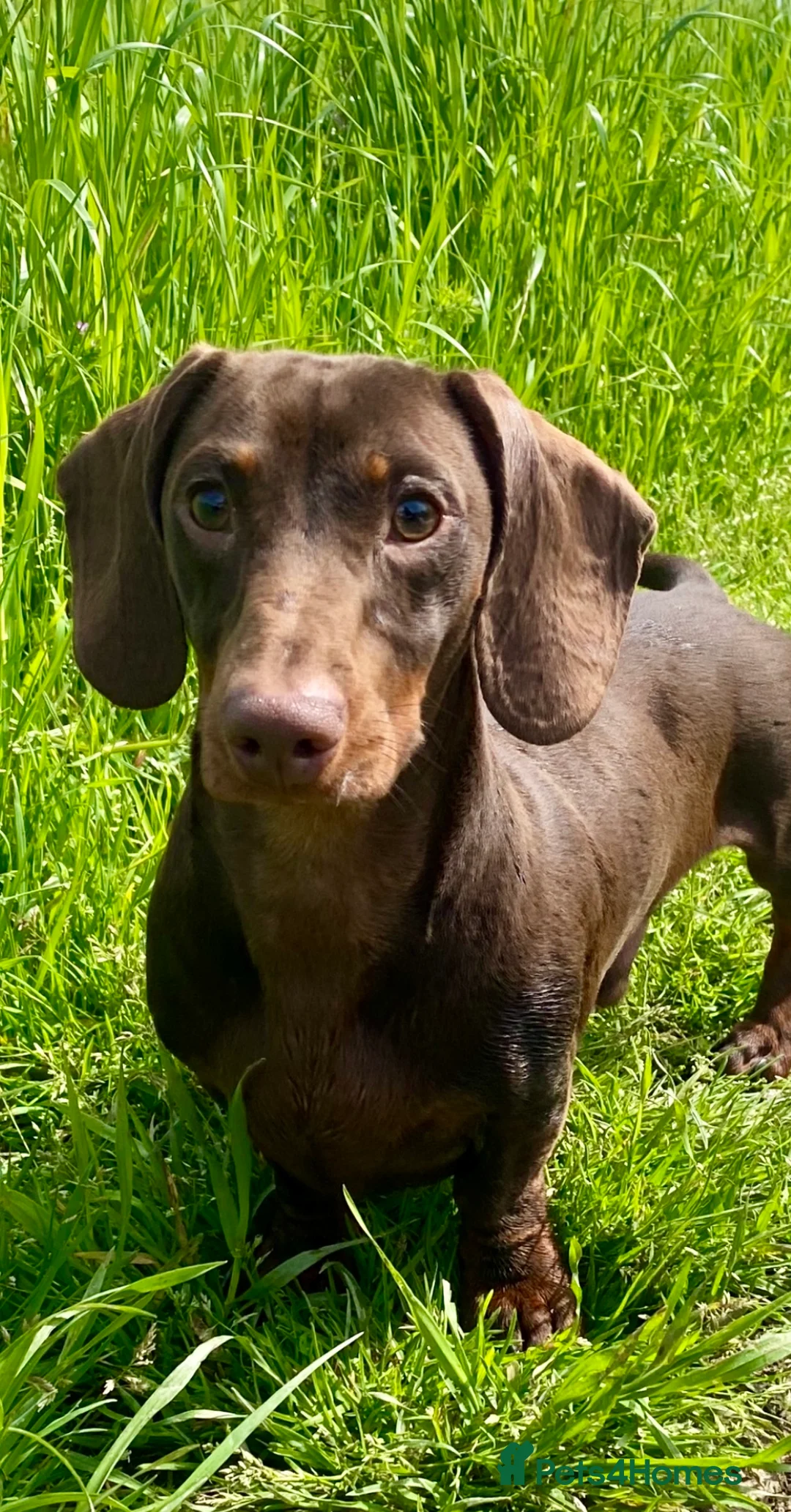 Miniature Dachshund dogs for stud: EXPERIENCED CHAMP 25 LINE MINI KC PRA CLEAR STUD in Manchester - Advert 6