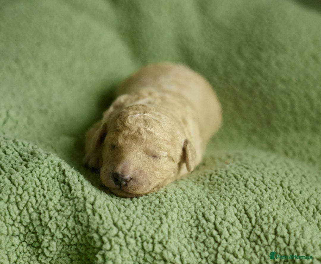 Goldendoodle dogs for sale: Exceptional Medium Goldendoodle pups for sale - Advert 7