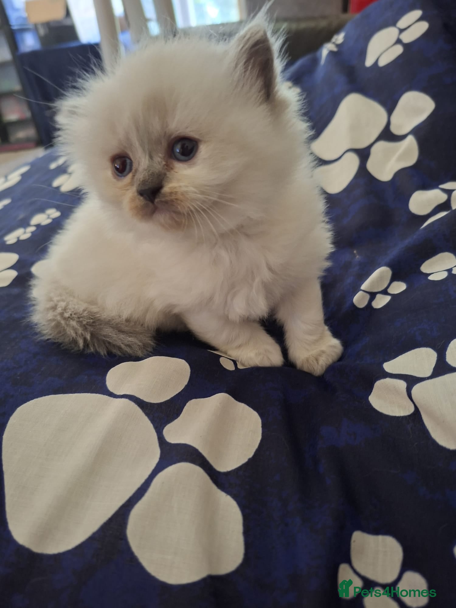 Ragdoll cats Full Ragdoll kittens 5 star indoor homes  - Advert 15