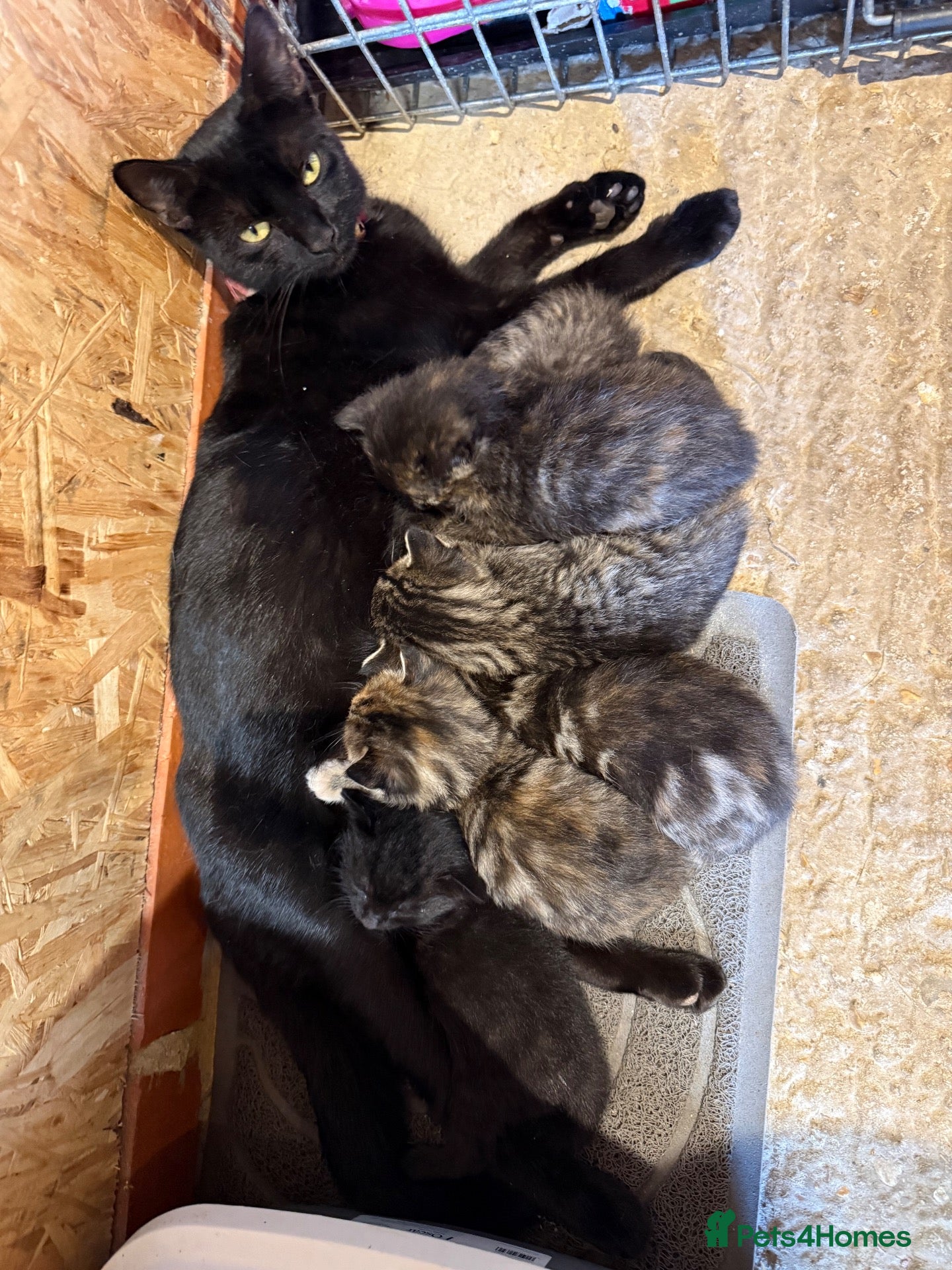 Mixed Breed cats Female Kitten - Advert 12
